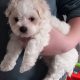 Bichon x Maltese puppies ( maltichon)