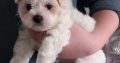 Bichon x Maltese puppies ( maltichon)