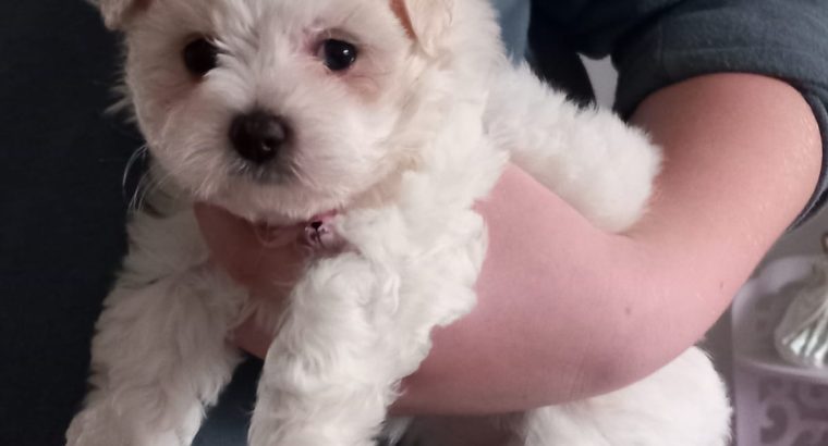 Bichon x Maltese puppies ( maltichon)