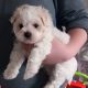 Bichon x Maltese puppies ( maltichon)