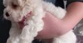 Bichon x Maltese puppies ( maltichon)