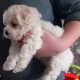 Bichon x Maltese puppies ( maltichon)