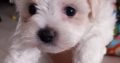 Bichon x Maltese puppies ( maltichon)