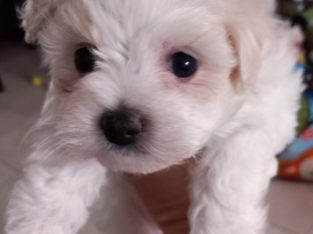 Bichon x Maltese puppies ( maltichon)