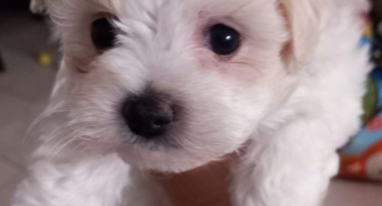 Bichon x Maltese puppies ( maltichon)