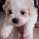 Bichon x Maltese puppies ( maltichon)