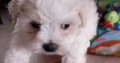 Bichon x Maltese puppies ( maltichon)