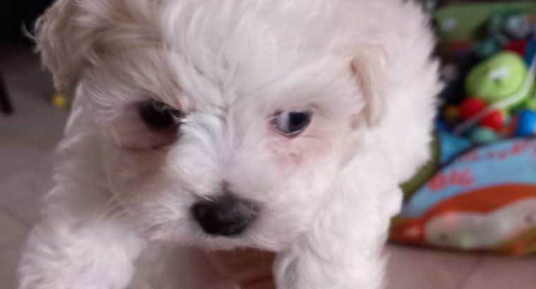 Bichon x Maltese puppies ( maltichon)