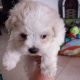 Bichon x Maltese puppies ( maltichon)