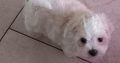 Bichon x Maltese puppies ( maltichon)