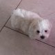 Bichon x Maltese puppies ( maltichon)