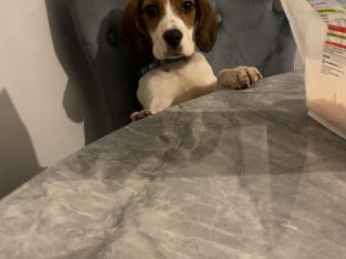 Beagle