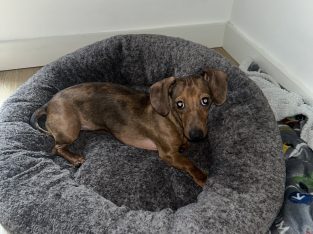 Mini dachshund for sale