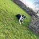 Collie Sheep Dog