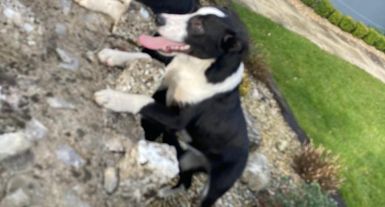 Collie Sheep Dog