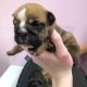 British bulldogs ready for a new home