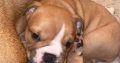 British bulldogs ready for a new home