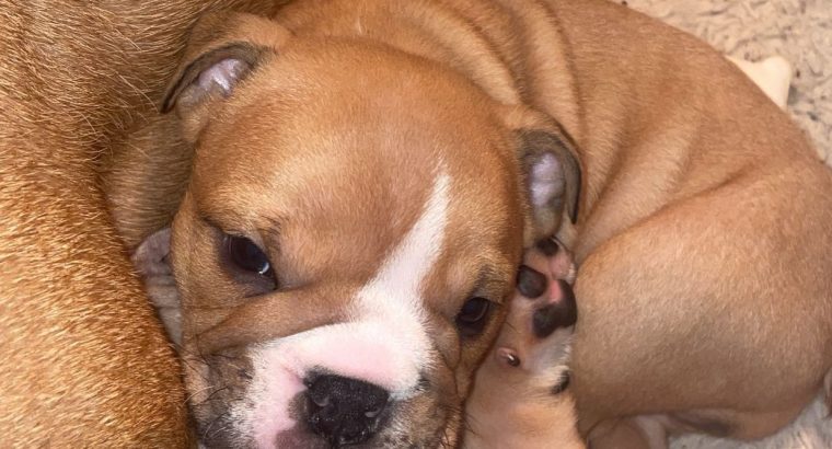 British bulldogs ready for a new home