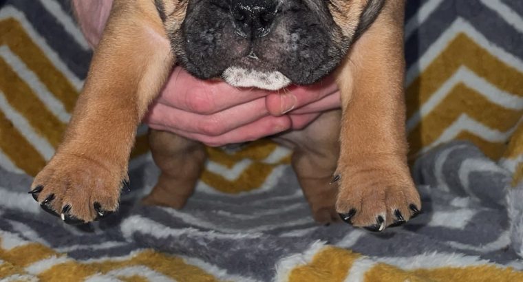 British bulldogs ready for a new home