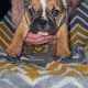 British bulldogs ready for a new home