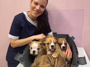 British bulldogs ready for a new home