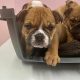 British bulldogs ready for a new home