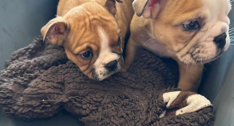 British bulldogs ready for a new home