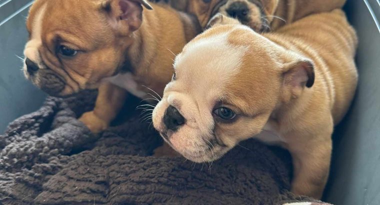 British bulldogs ready for a new home