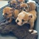 British bulldogs ready for a new home