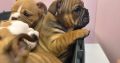 British bulldogs ready for a new home