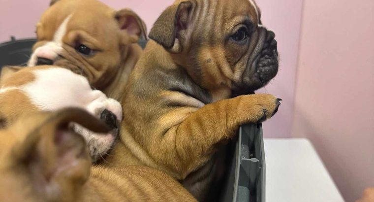 British bulldogs ready for a new home