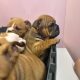 British bulldogs ready for a new home