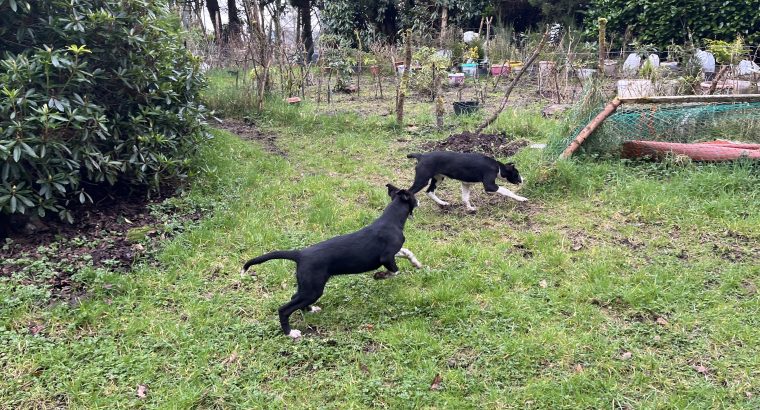 Lurcher pup for sale