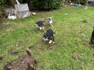 Lurcher pup for sale