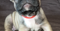 Standard pedigree french bulldog puppies