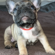 Standard pedigree french bulldog puppies