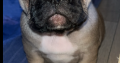 Standard pedigree french bulldog puppies