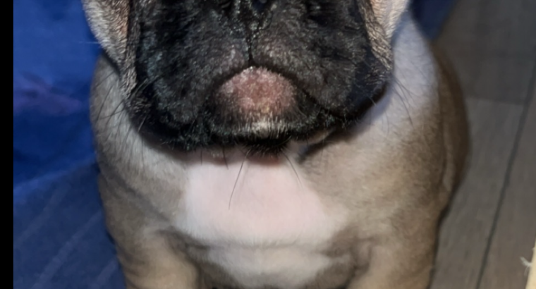 Standard pedigree french bulldog puppies