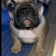 Standard pedigree french bulldog puppies