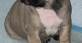 Standard pedigree french bulldog puppies