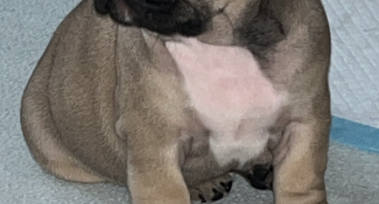 Standard pedigree french bulldog puppies