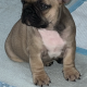 Standard pedigree french bulldog puppies