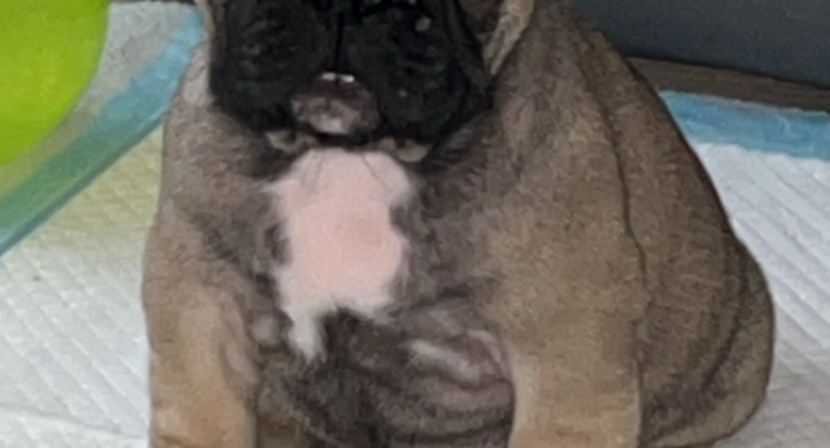 Standard pedigree french bulldog puppies