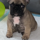 Standard pedigree french bulldog puppies