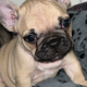 Standard pedigree french bulldog puppies