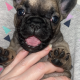 Standard pedigree french bulldog puppies