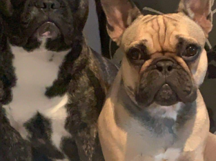 Standard pedigree french bulldog puppies