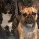 Standard pedigree french bulldog puppies