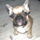 Standard pedigree french bulldog puppies