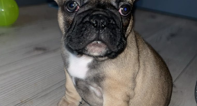 Standard pedigree french bulldog puppies